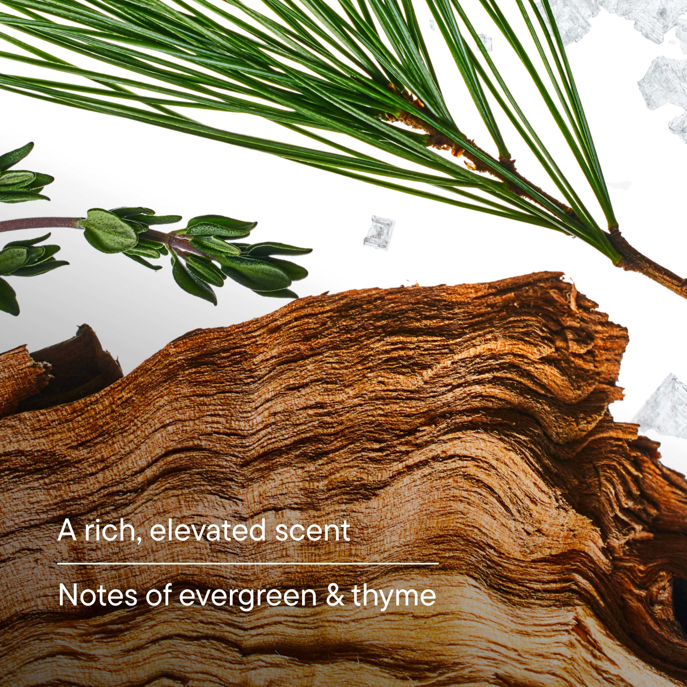Wooden log with evergreen and thyme leaves on a white background